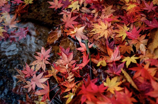 Best-Autumn-Leaves-Spots-in-Tokyo-3-Mount-Takao-2