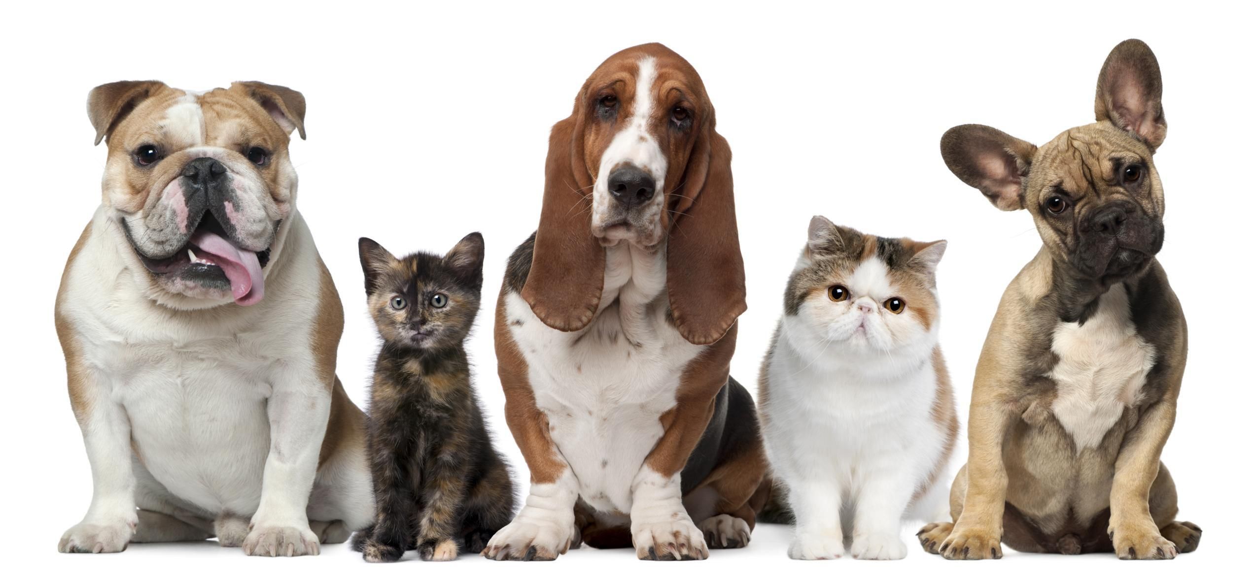 cats and dogs 